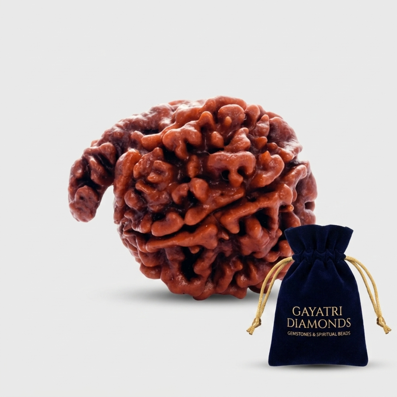 Original Nepal Ganesh Rudraksha (Ganapathi Rudraksha) - Lab Certified Authentic
