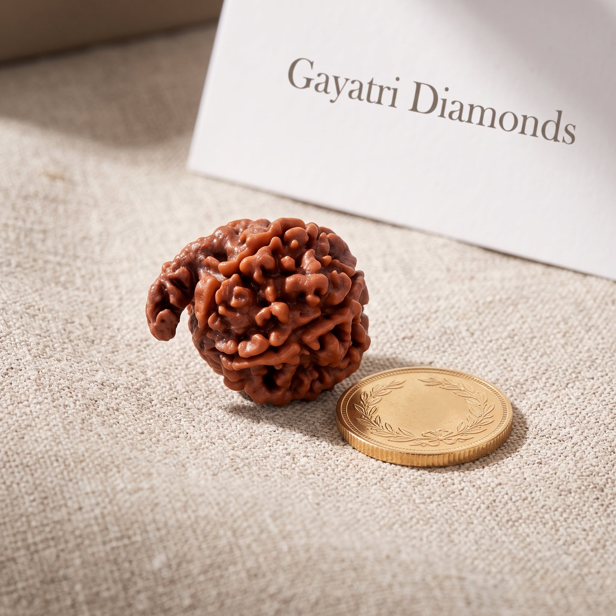 Original Nepal Ganesh Rudraksha (Ganapathi Rudraksha) - Lab Certified Authentic