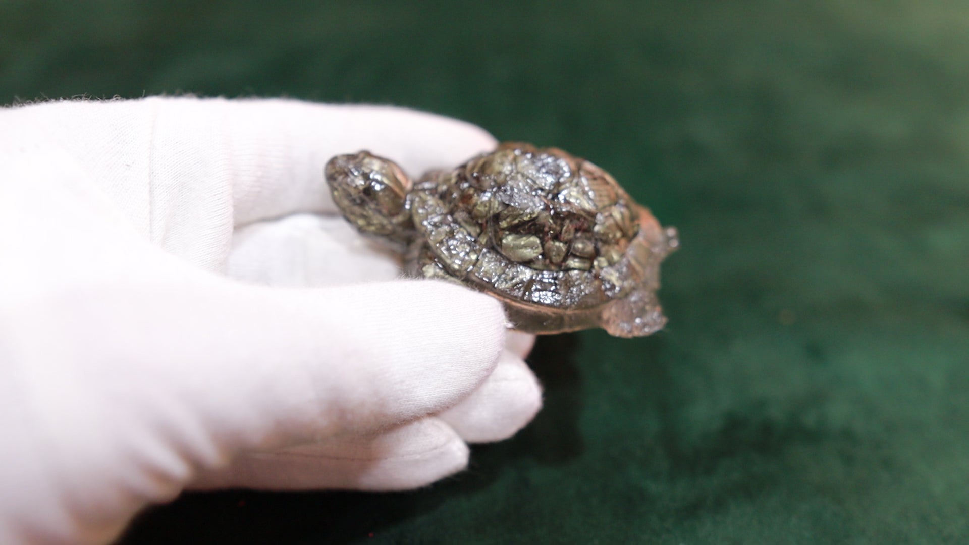 Pyrtie Tortoise | Crystal Feng Shui Figurine for Wealth & Longevity